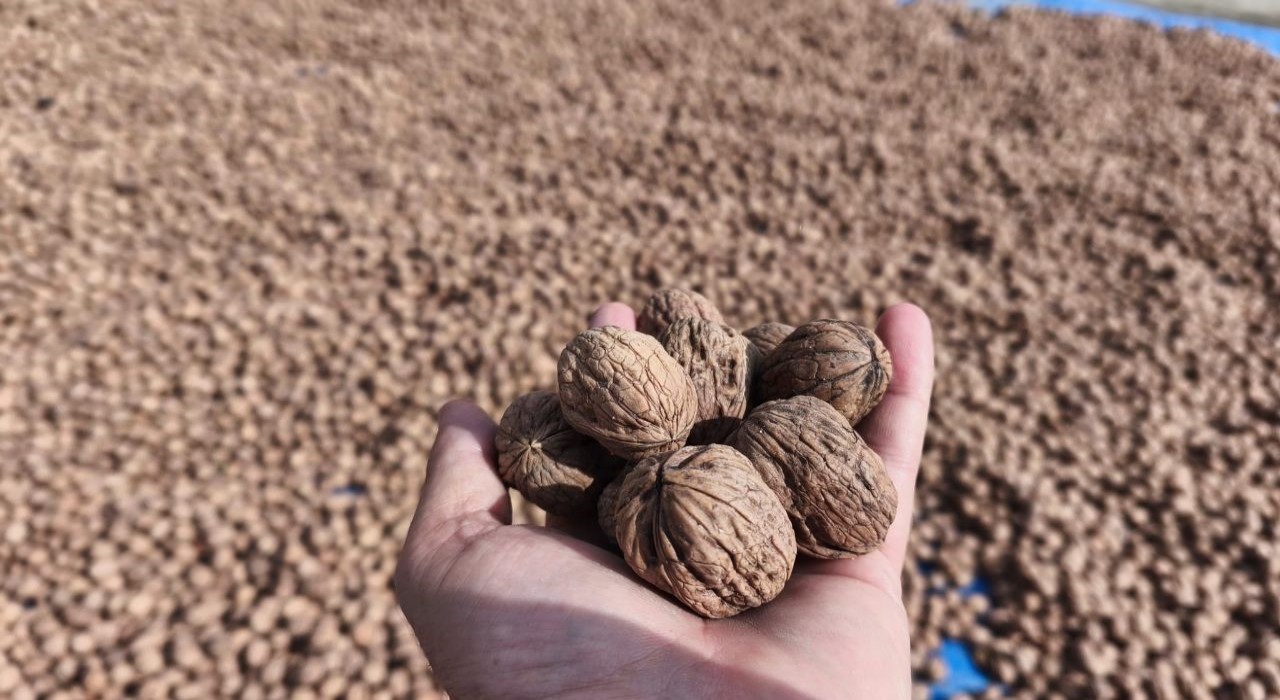 Edirnede ceviz hasadı başladı