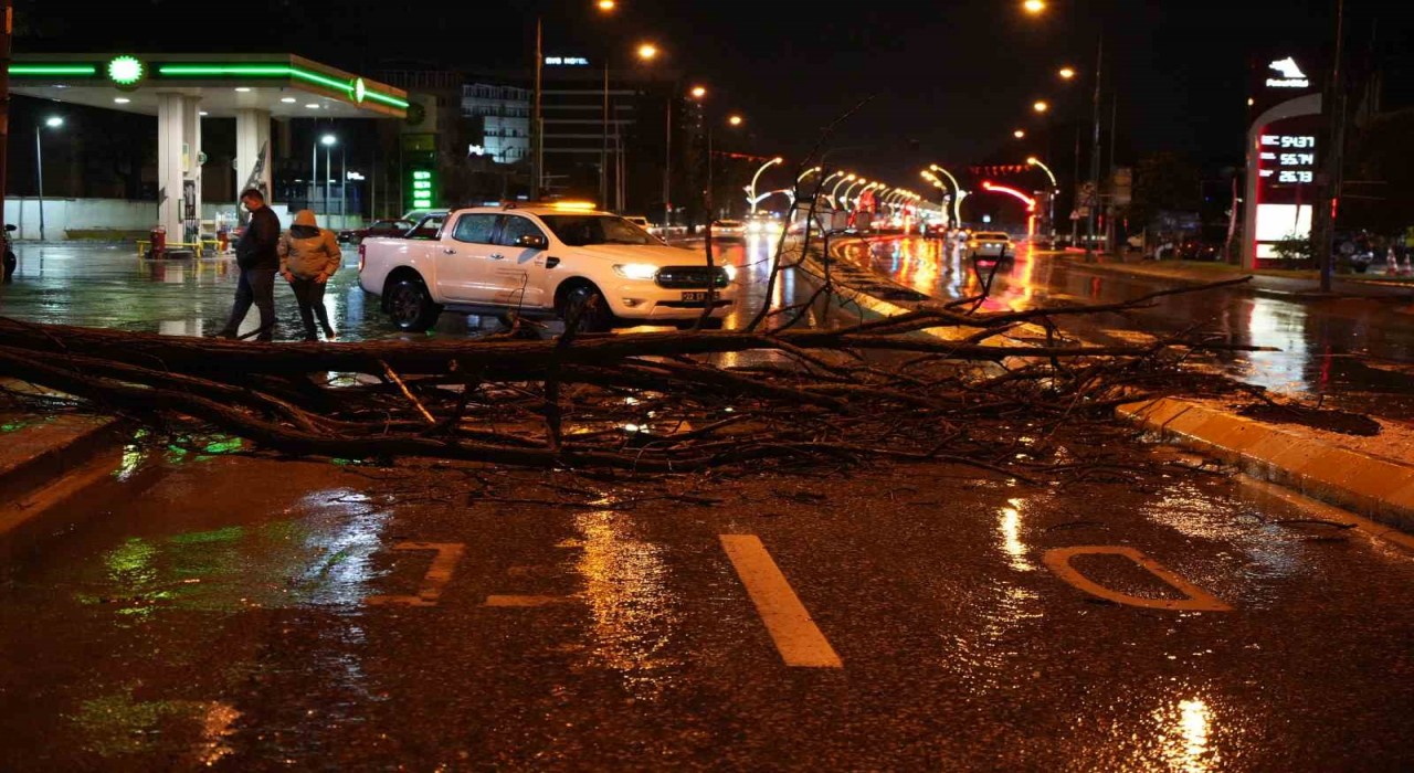 Edirnede sağanak yağış ve rüzgar, ağacı devirdi
