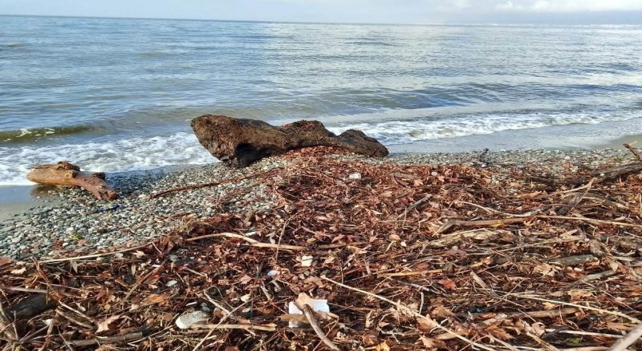 Edremitte şiddetli lodos, sahili ağaç dalları ve yosunla doldurdu