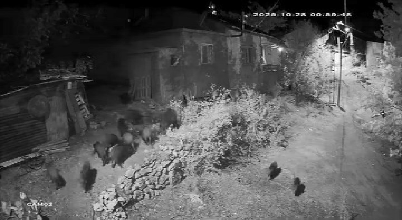 Elazığda aç kalan domuz sürüsü bahçeye dadandı