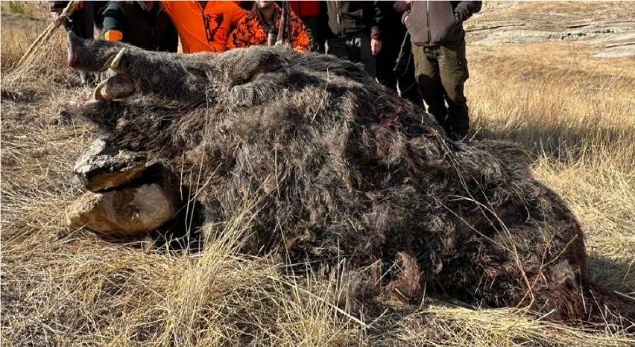 Elazığda avcılar 250 kiloluk domuz avladı