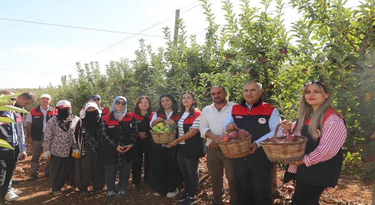 Elazığda elma hasadı