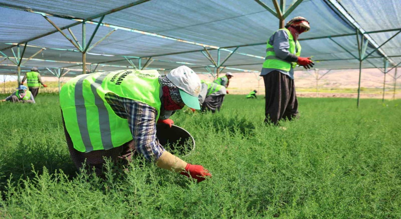 Elazığda fidanlar kadınların elinde yeşeriyor
