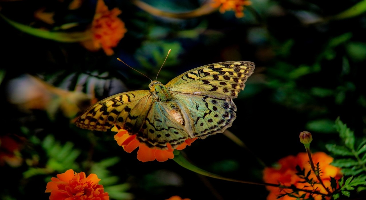Elazığda kelebeklerin çiçeklerle buluşması görsel şölen oluşturdu