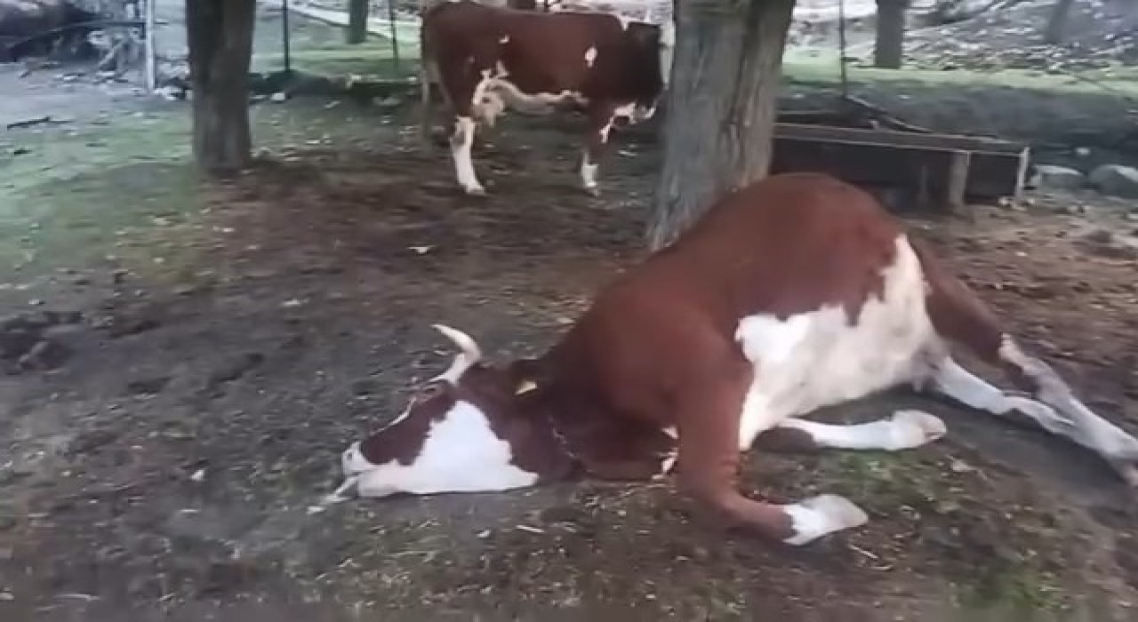 Elazığda yıldırım düşmesi sonucu 2 inek telef oldu