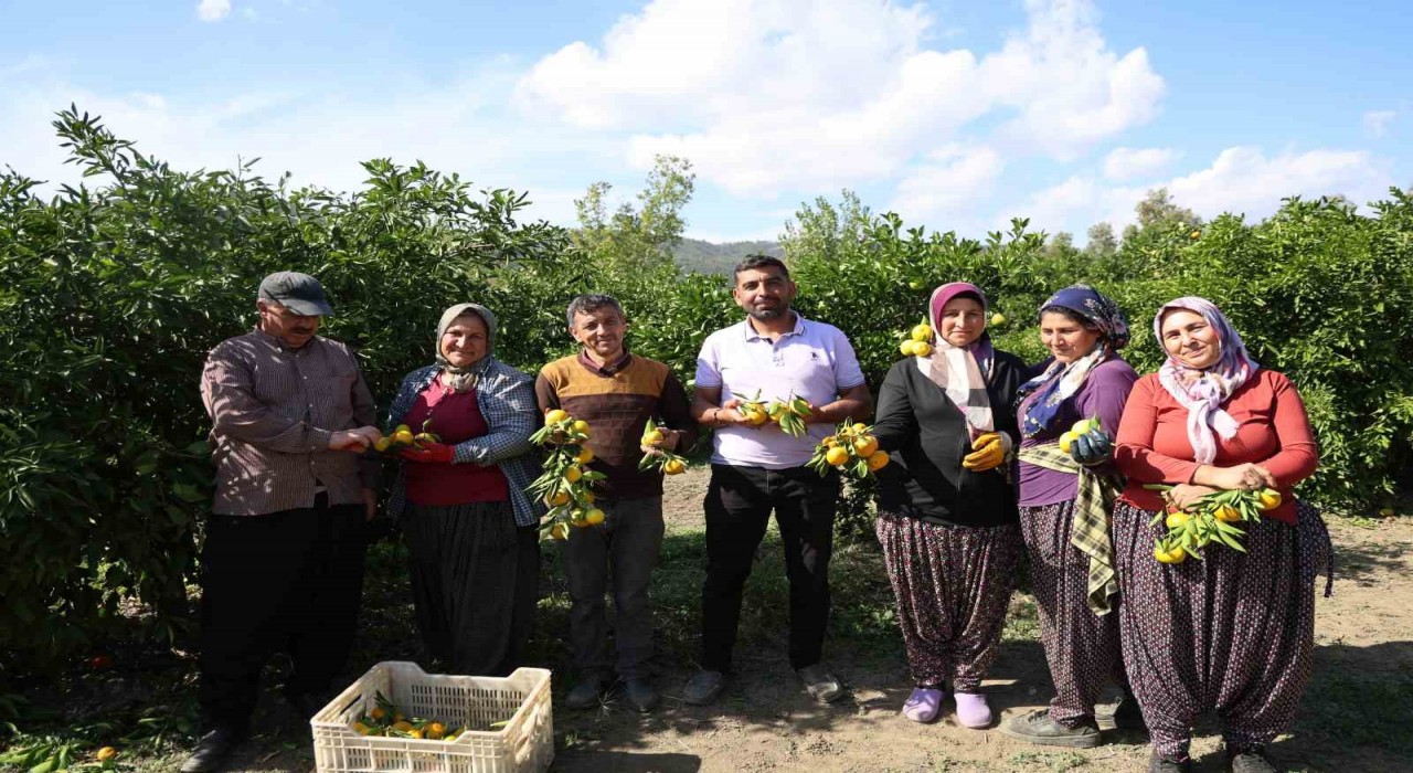 En ucuz meyve: Mandalina bahçede 8 TLye kadar düştü