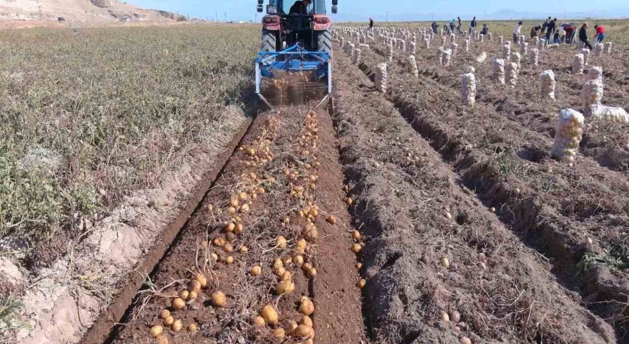 Ercişte patates hasadı başladı