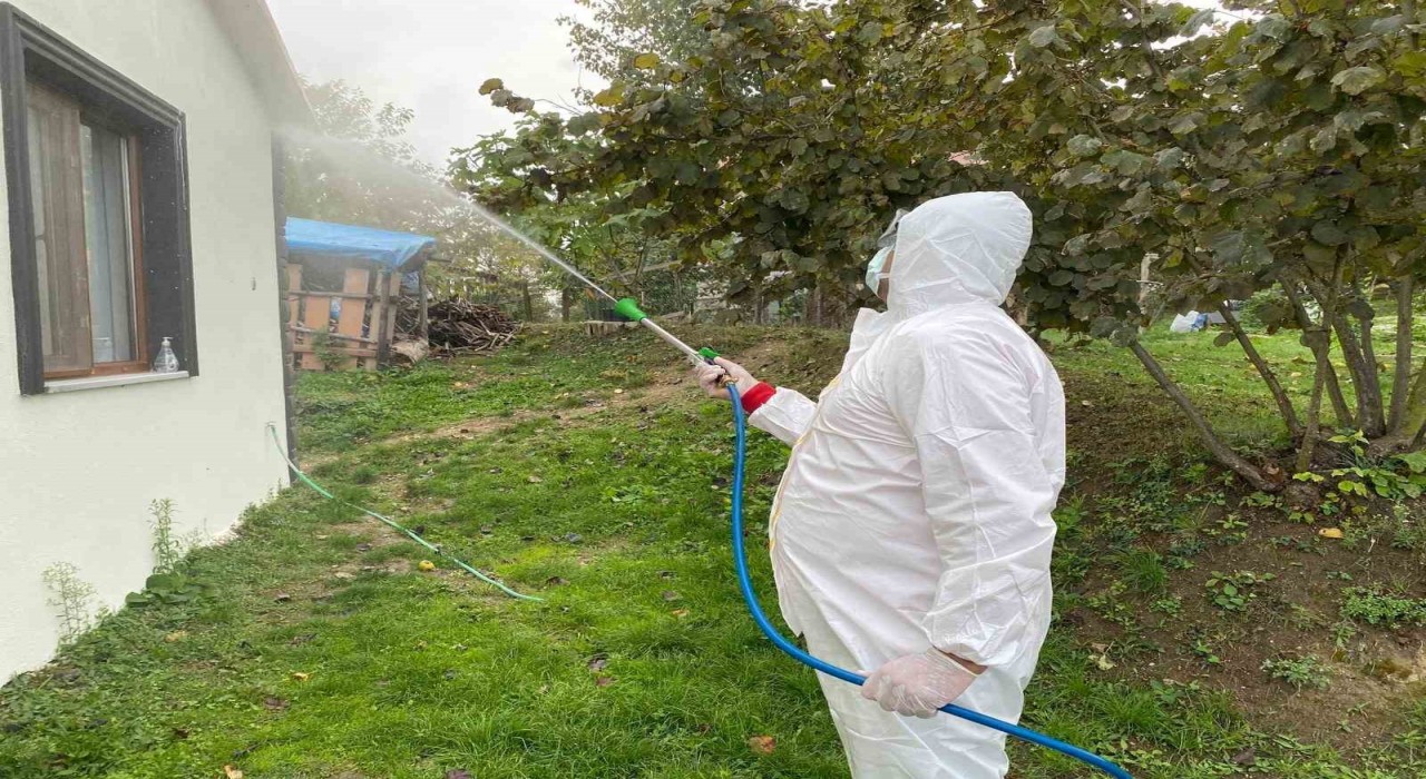 Erenlerde kokarcaya yönelik etkili mücadele sürüyor