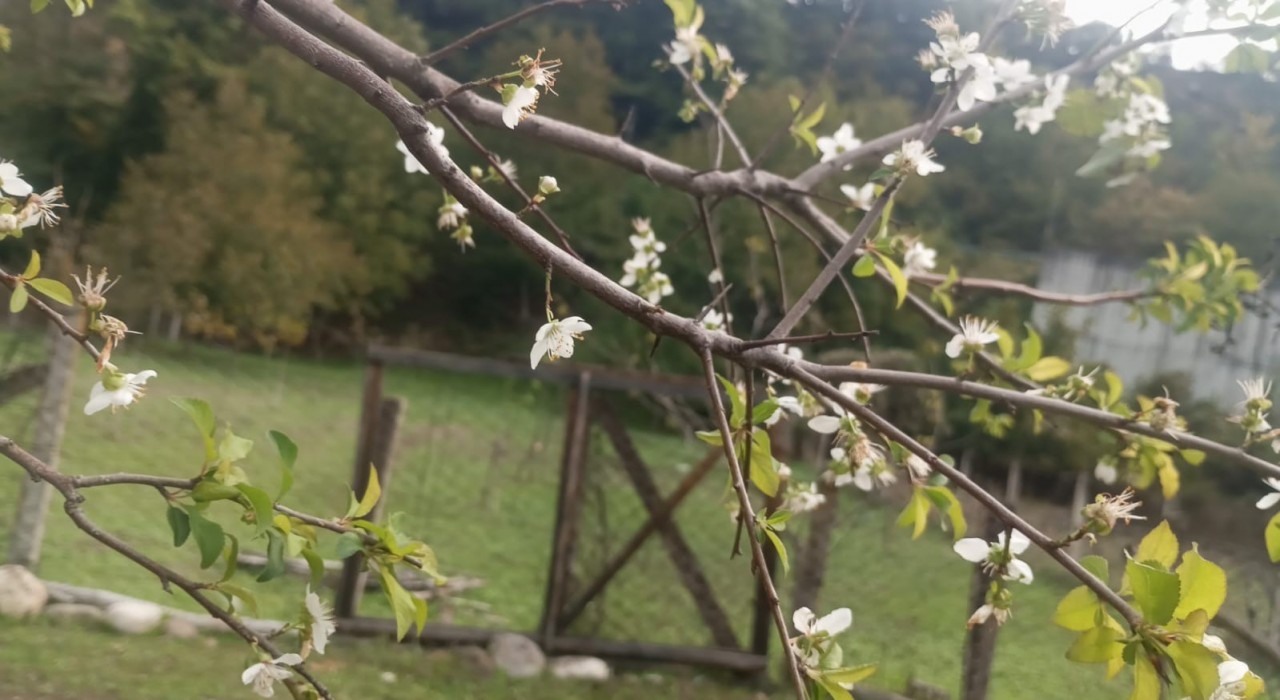 Erik ağacı ekim ayında çiçek açtı