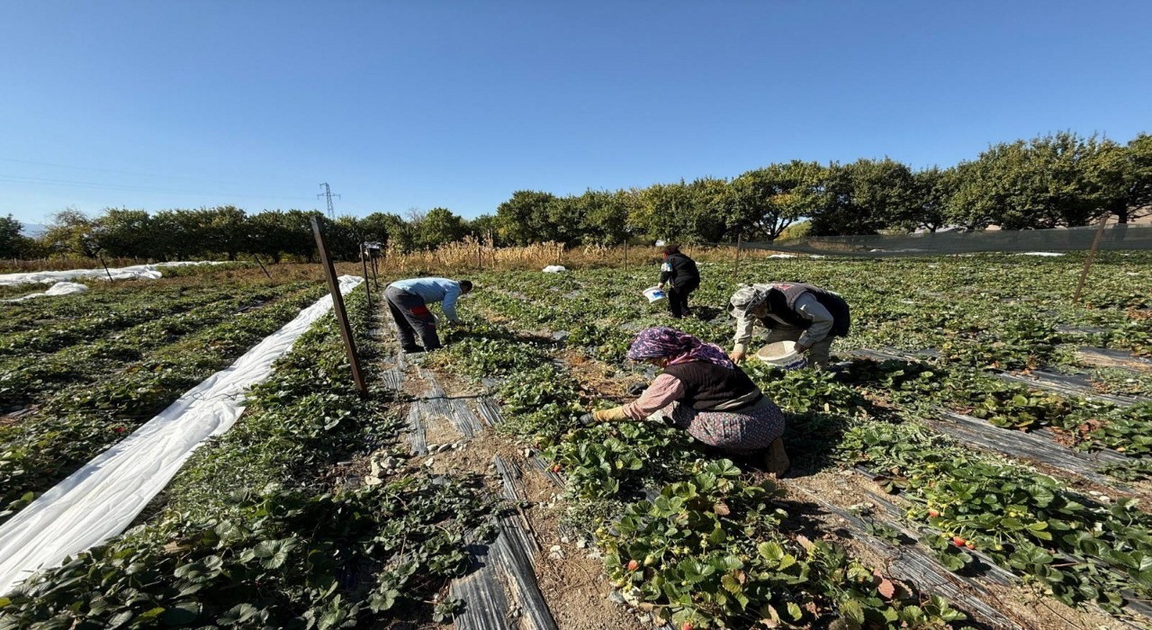 Erzincanda çilek üretimi yaygınlaşıyor
