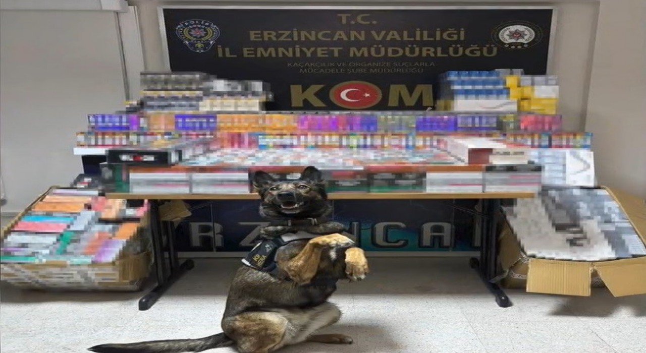 Erzincanda dedektör köpeği hera, 11 bin 600 kaçak ürünü yakalattı