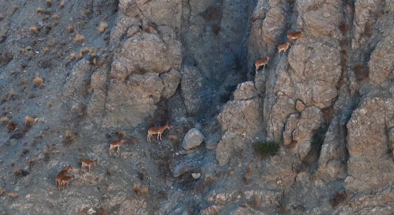 Erzincanda yaban keçileri dron ile görüntülendi
