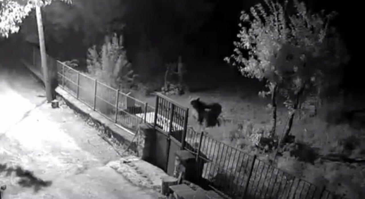 Erzincanda yerleşim alanlarına inen ayılar vatandaşları tedirgin ediyor