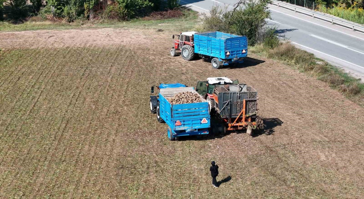 Erzincanın bereketli topraklarında pancar hasadı başladı