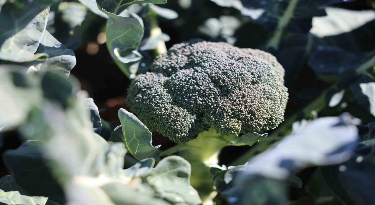 Erzurumda tarımda yeni bir dönem: İkinci ürün Brokoli hasadı gerçekleştirildi