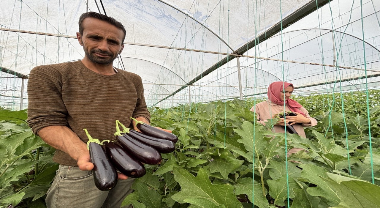 Eyyübiye Sera Kentte yüzlerce süs bitkisi ve sebze yetiştiriliyor