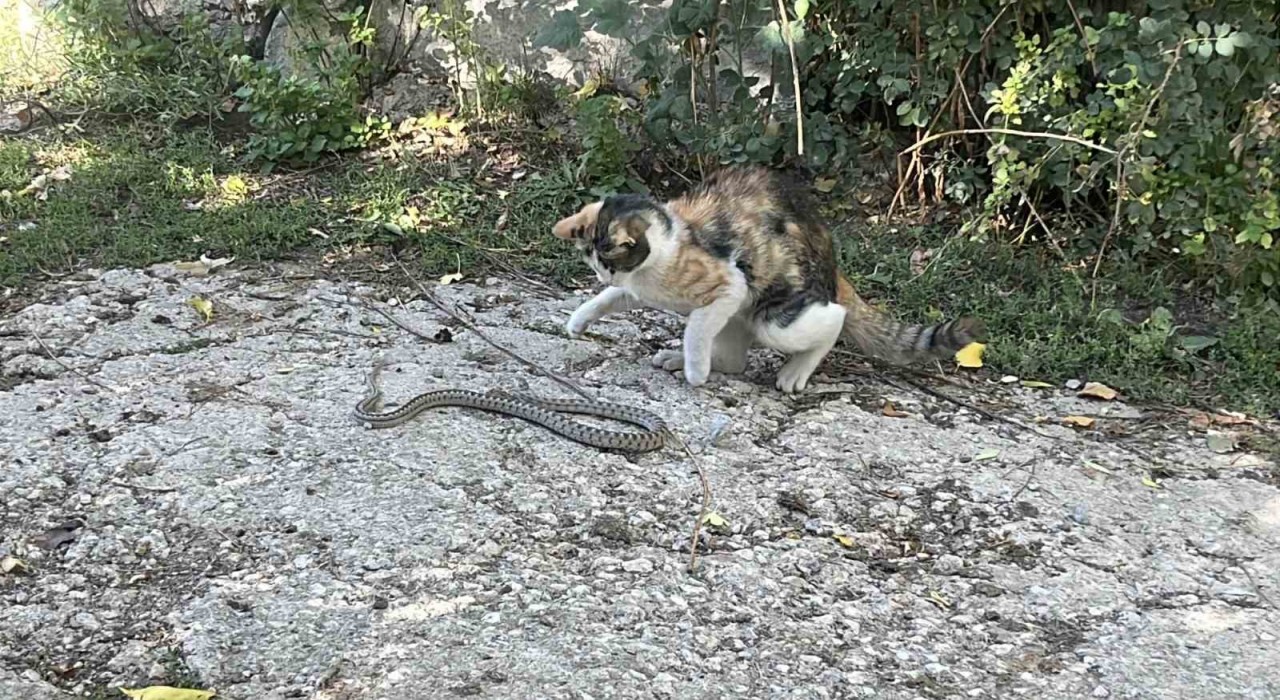 Fare değil yılan avladı: Bayburtta kedi yılanı pati darbeleriyle öldürdü