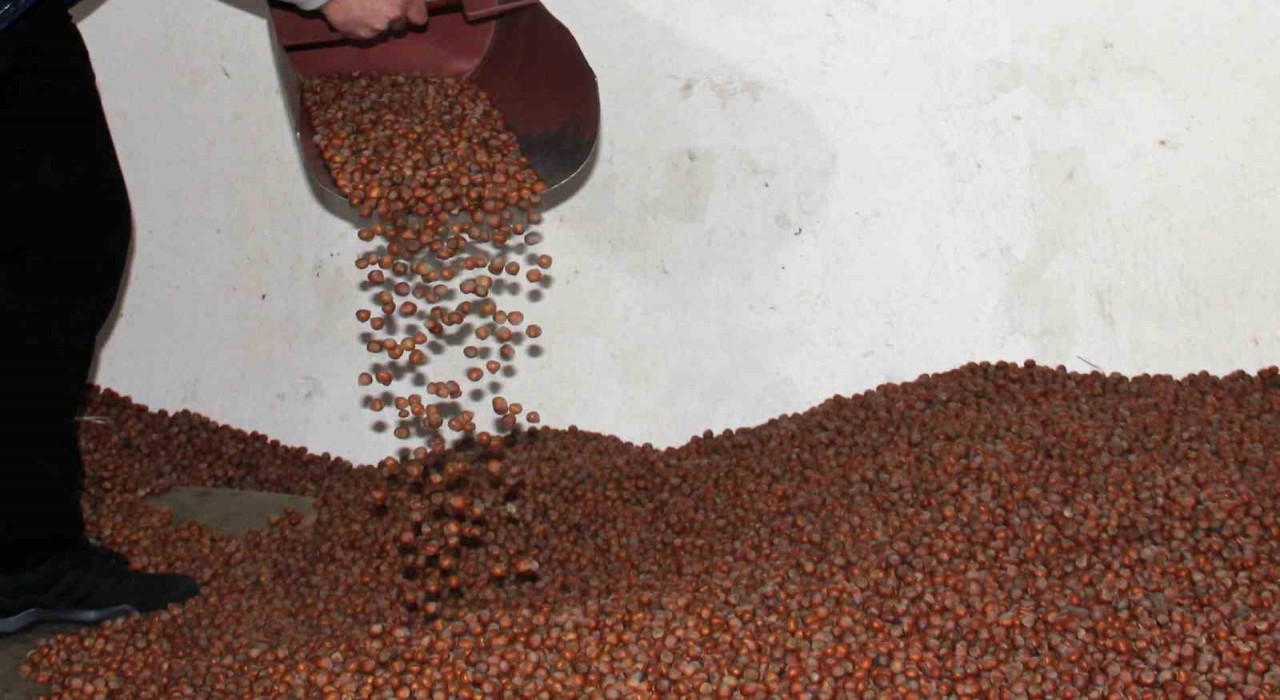 Fındıkta serbest piyasa düşüşte, Tarım Kredi en yüksek alımı yapıyor