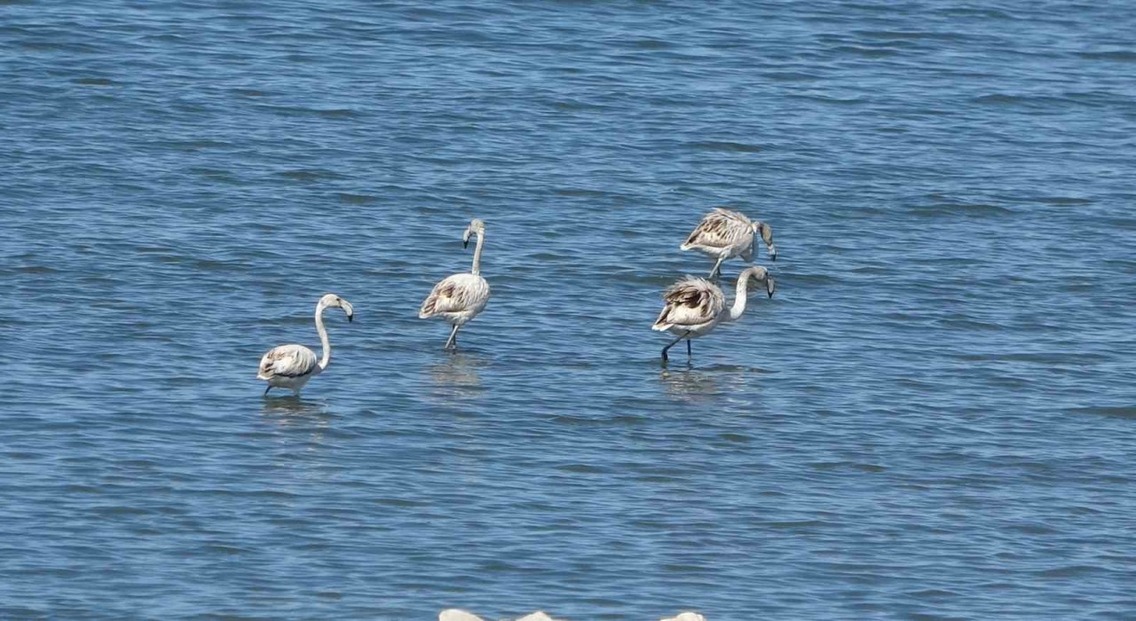 Flamingoların yeni gözdesi: İskele sahili