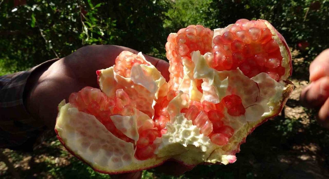 Gaziantepte nar hasadı başladı