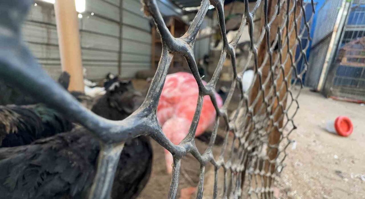 Gazzede bir çadır, hayvanat bahçesinin kalan canlarına sığınak oldu