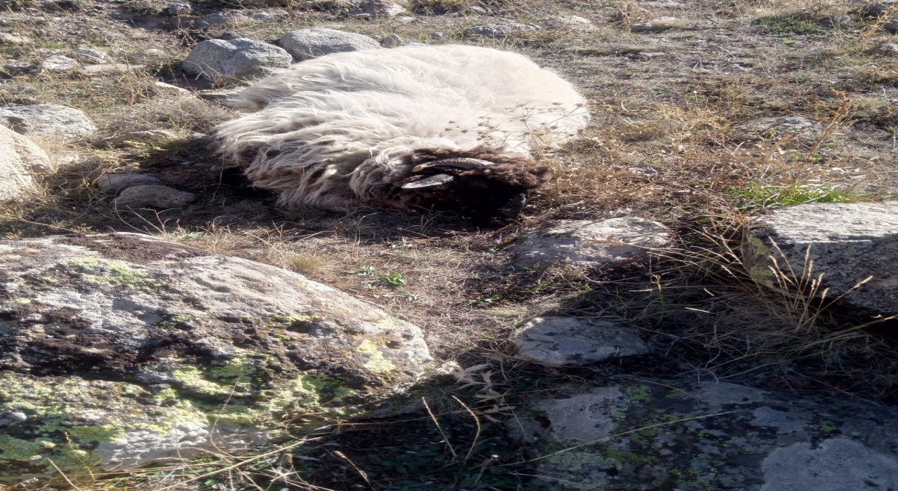 Giresunda ayı ve kurtlar köyün koyunlarına saldırdı: 5 koyun telef, 18i kayıp