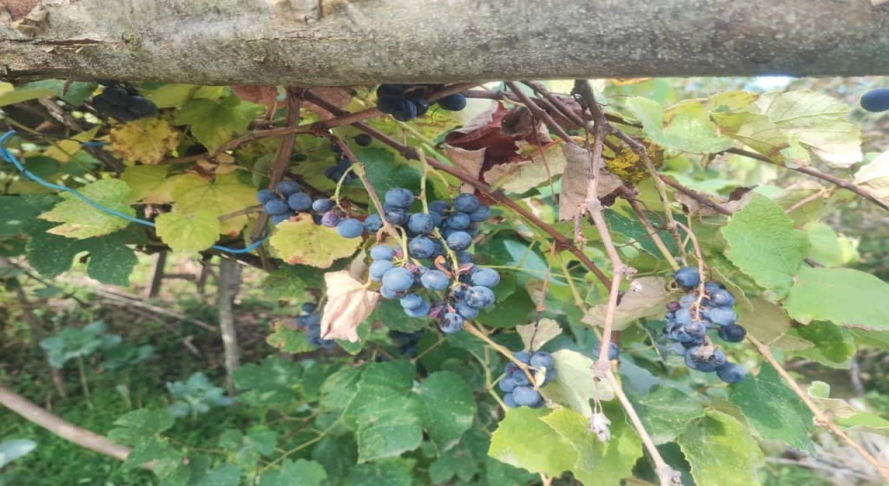Giresunda geleneksel kokulu üzüm pekmezi kazanları kaynadı
