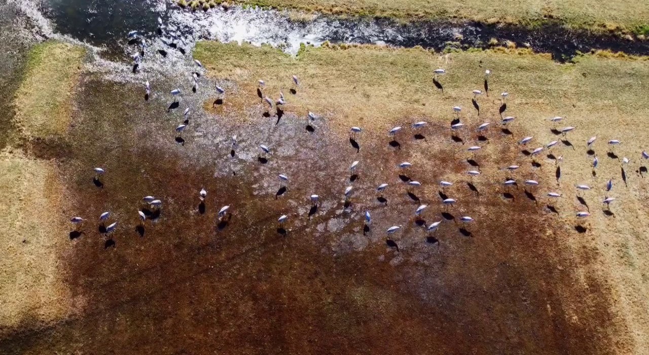 Göç eden turnalar Erzurumda objektiflere yansıdı