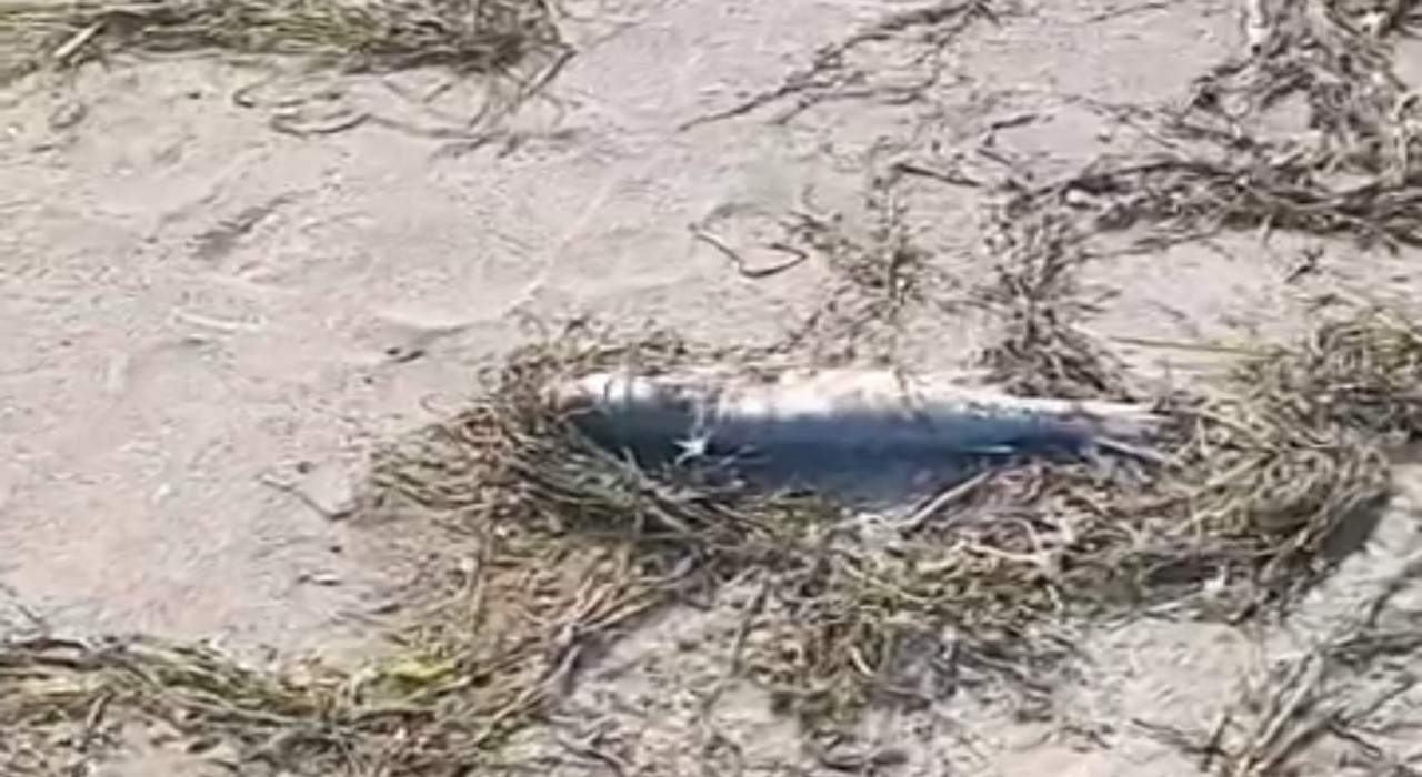 Gönende sahilde şüpheli balık ölümleri kameraya yansıdı