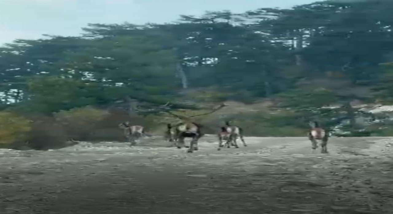 Göynükte geyik sürüsü kameraya yansıdı