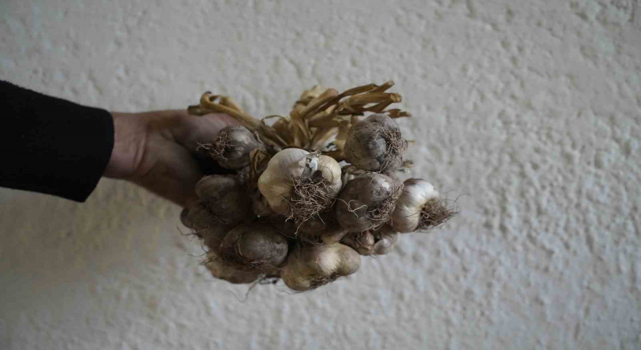 Gümüşhanede ata tohumu siyah sarımsak tescil yolunda