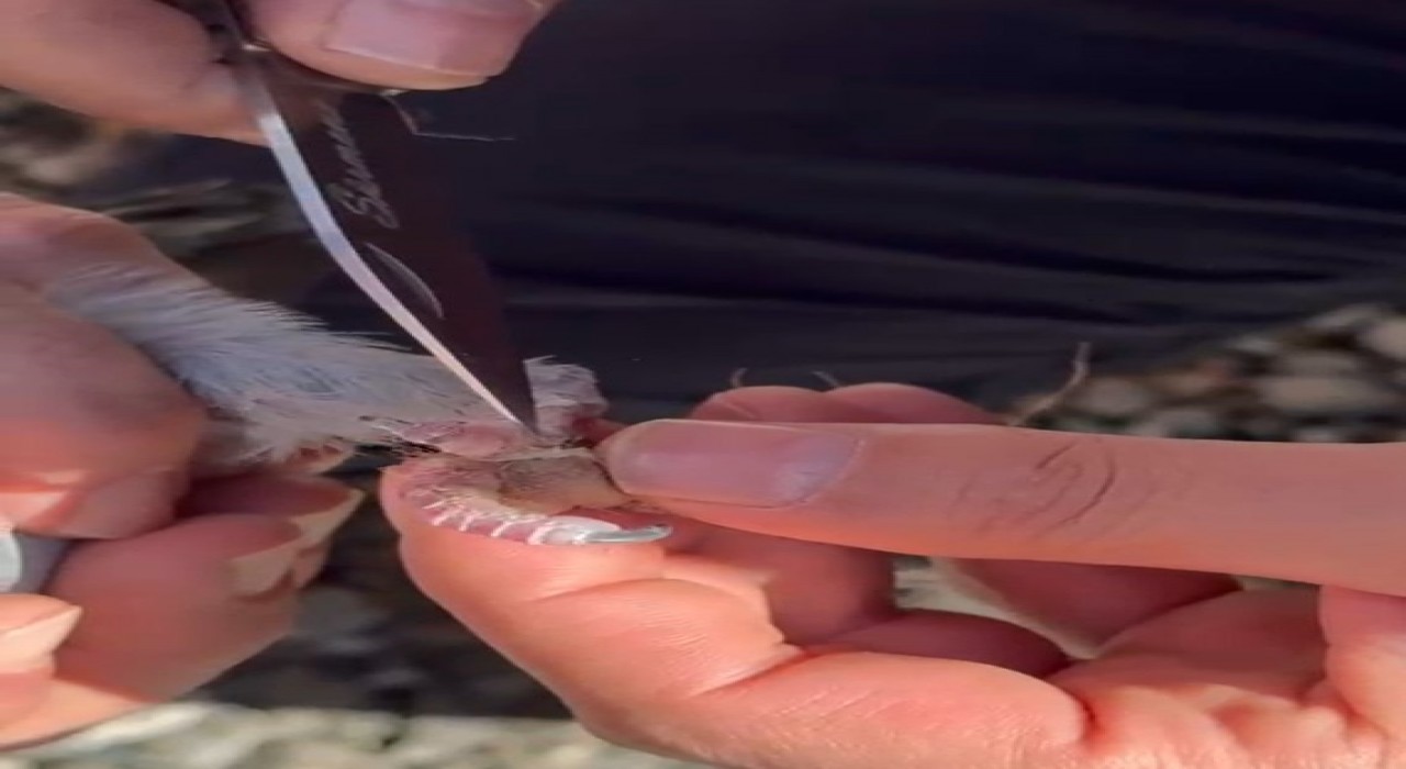 Gümüşhanede itfaiye ekipleri ayakları ipe dolanan güvercin için seferber oldu