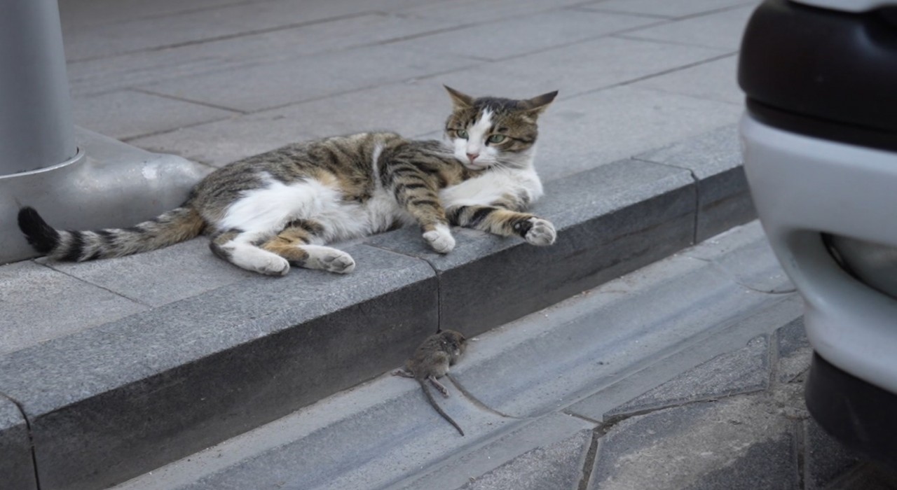 Gümüşhanede kedi avladığı fareyle oynarken kameralara yakalandı