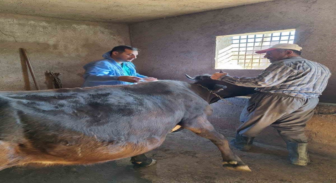 Güroymakta şap aşısı çalışmaları aralıksız sürüyor