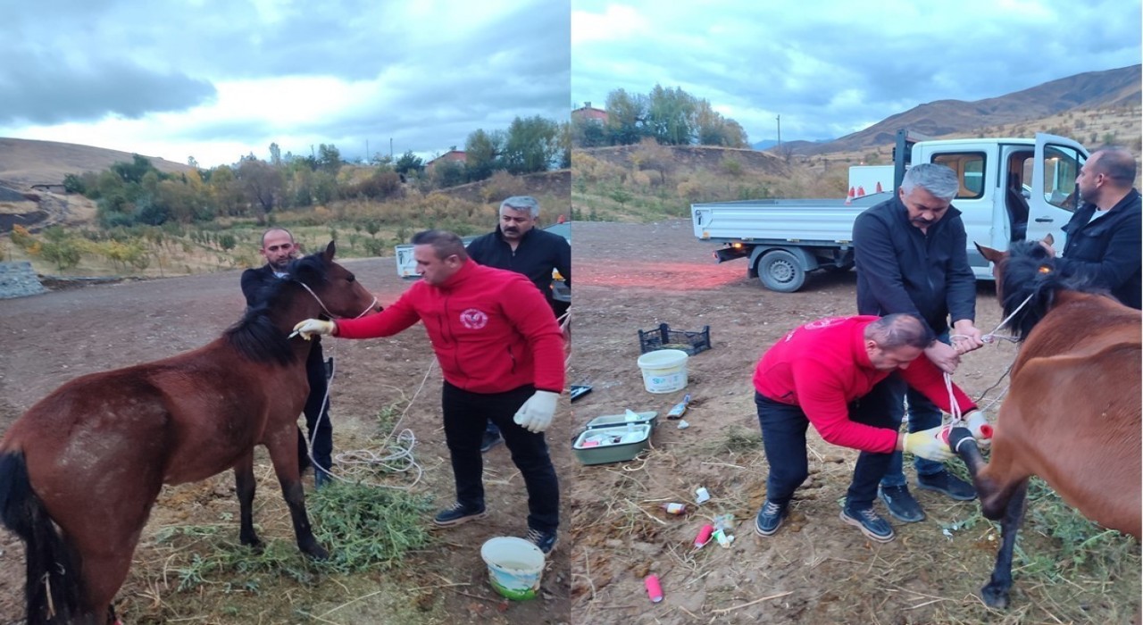Hakkaride ayağı kırık at kurtarıldı