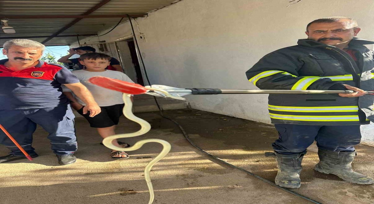 Hatayda evlere giren 2 yılan yakalandı