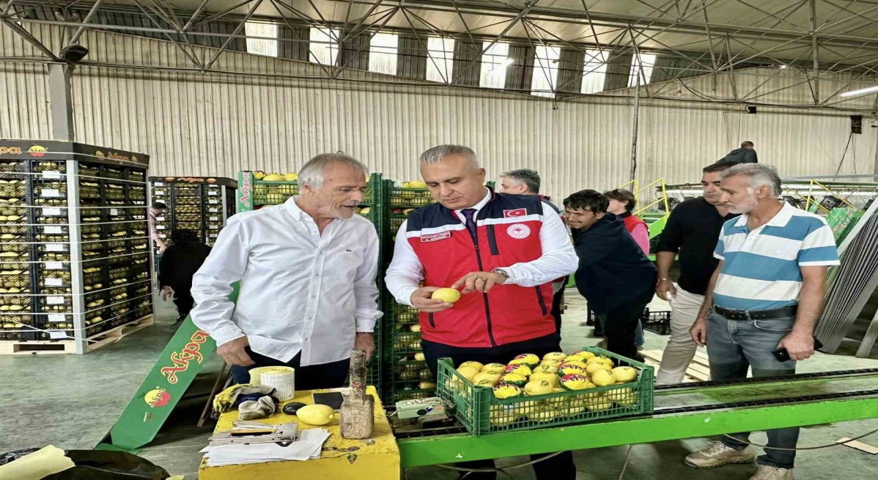 Hatayda limon ihraç eden firmalar denetlendi