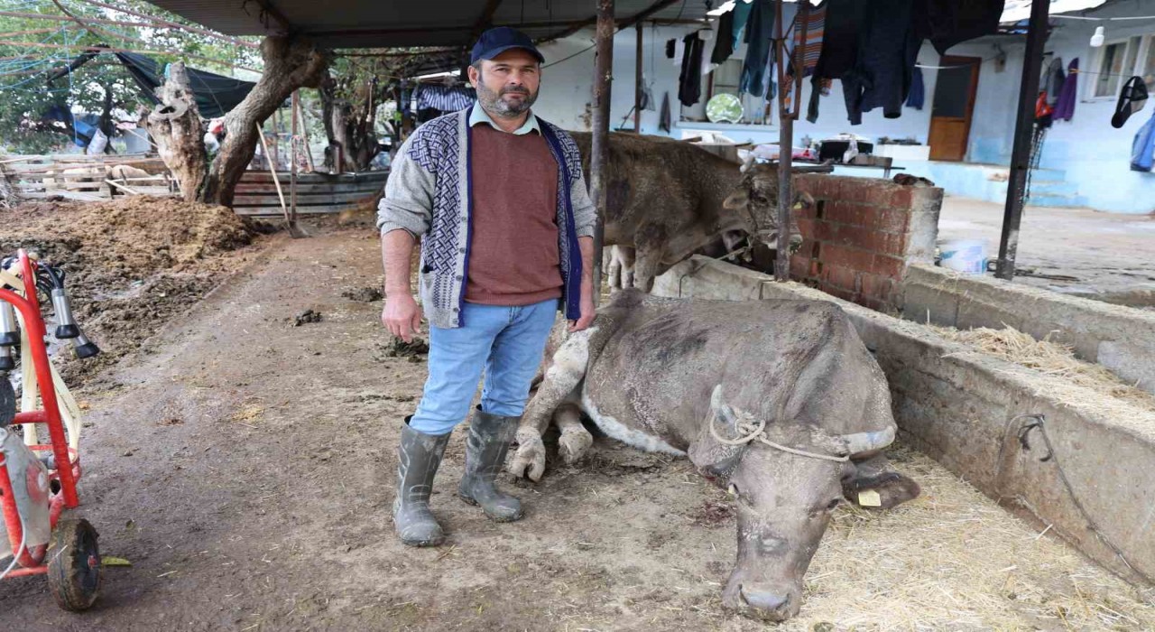 Hayvanları sele kapılan Aktaş: Adam boyu sel geldi