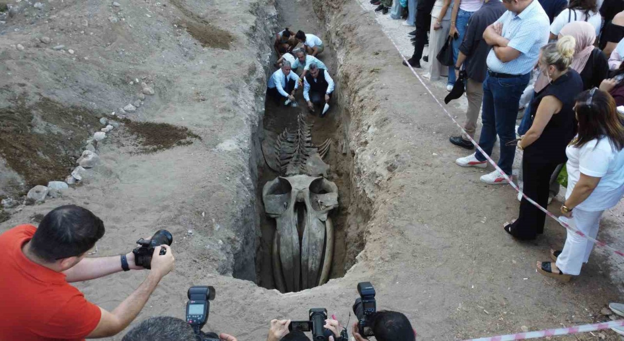 Heyecanlandıran keşif: 16 metrelik Balinanın kafatası ve gövdesi tamamen ortaya çıktı