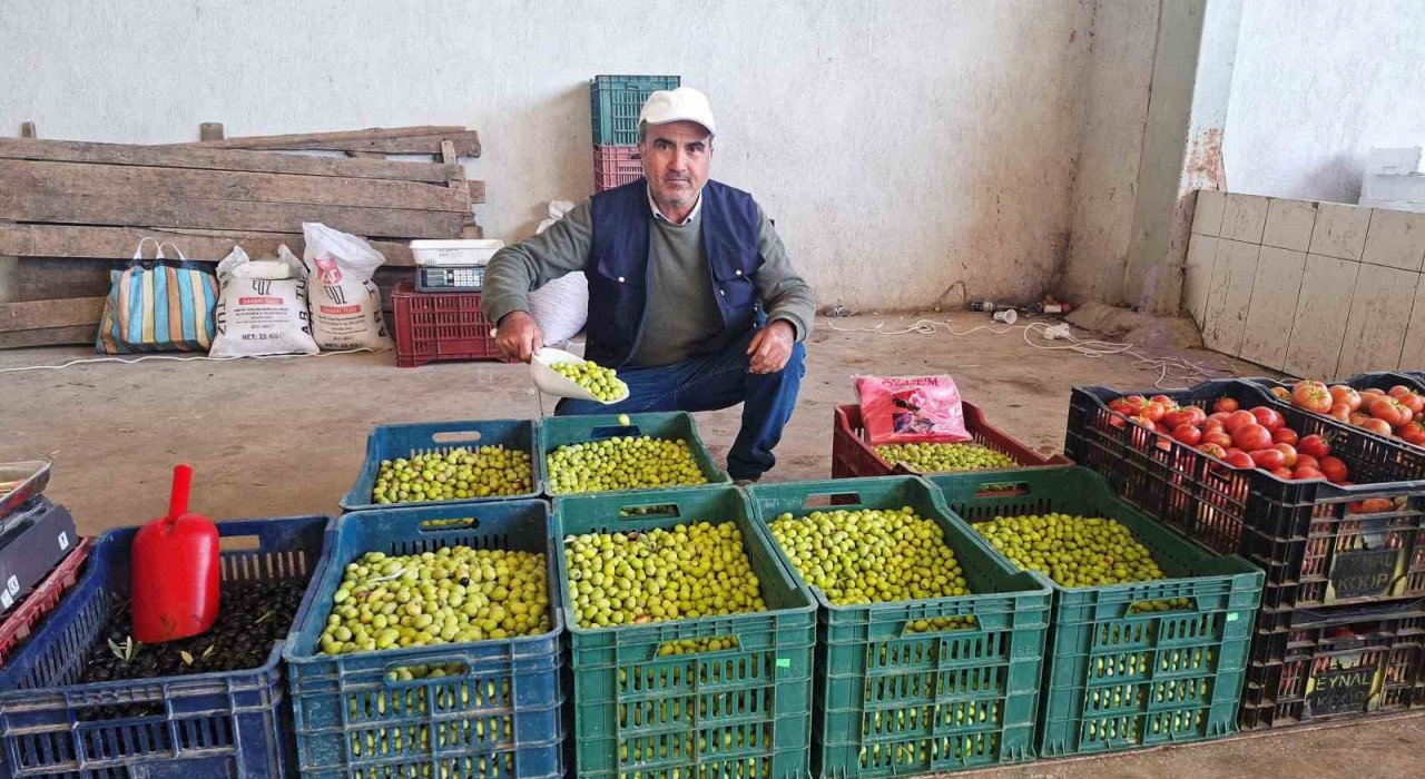 Hisarcıkta salamura zeytin yapımı yaygınlaştı