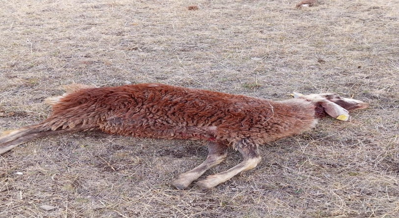 Horasanda kurtlar sürüye daldı: 3 koyun telef oldu