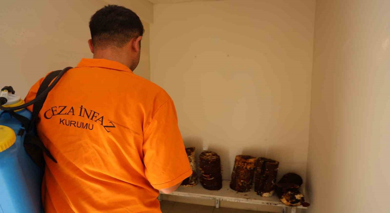 Hükümlüler, kilogramı 15 bin TLye kadar çıkan Kırmızı Reishi mantarı yetiştirdi