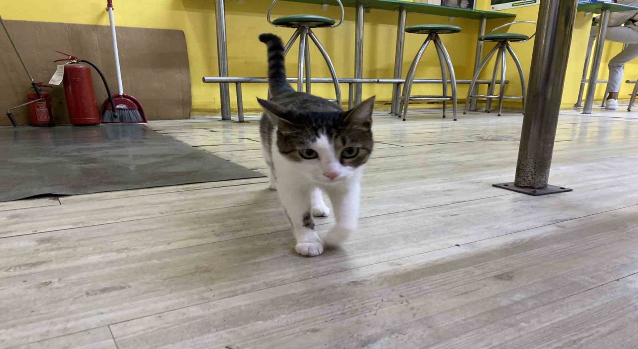 İki defa terk edilen kediye işletmeci sahip çıktı