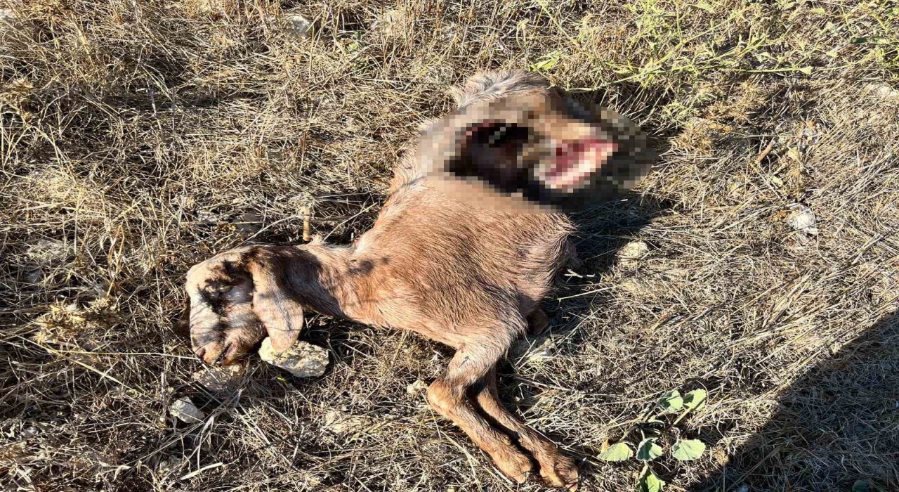 İstanbula bir günlüğüne iş seyahatine gitti, döndüğüne keçilerini parçalanmış halde buldu