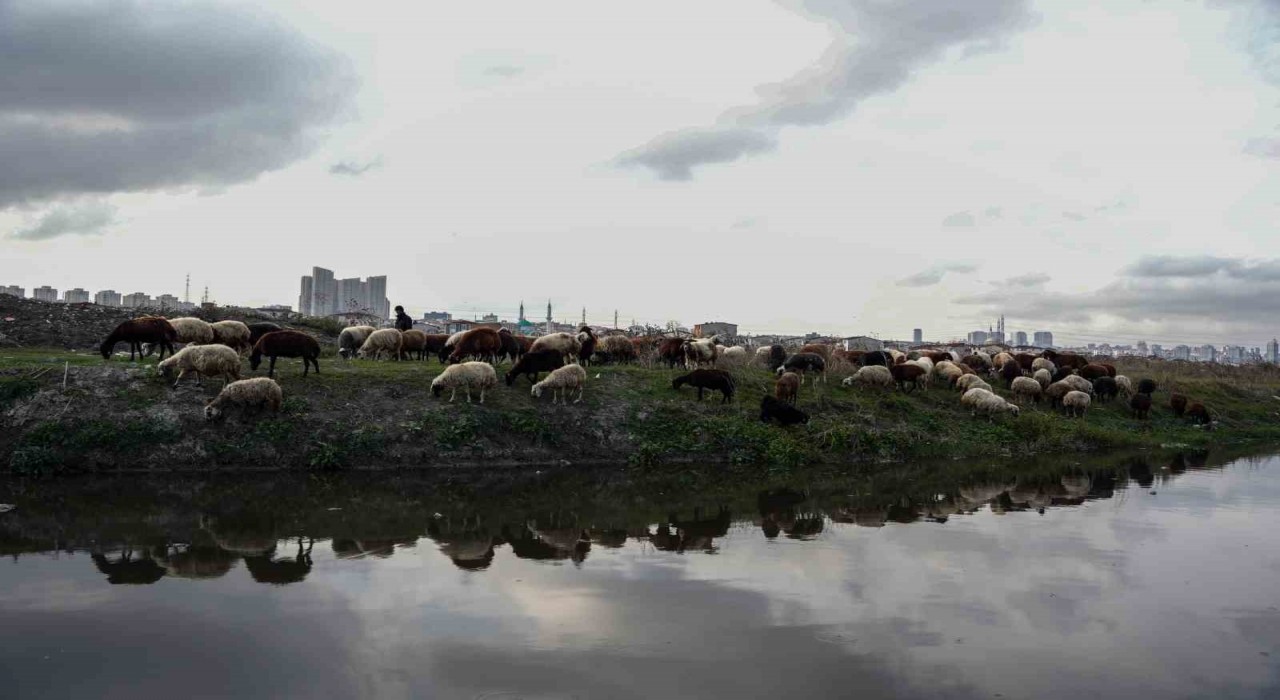 İstanbulda siyaha bürünen dere kirlilik saçıyor