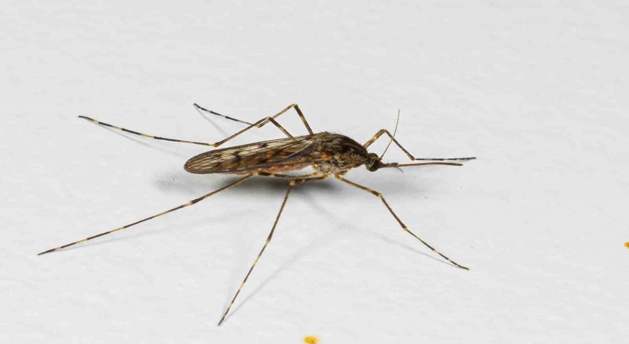 İzlandada hava sıcaklıkları arttı, ilk kez sivrisinek görüldü