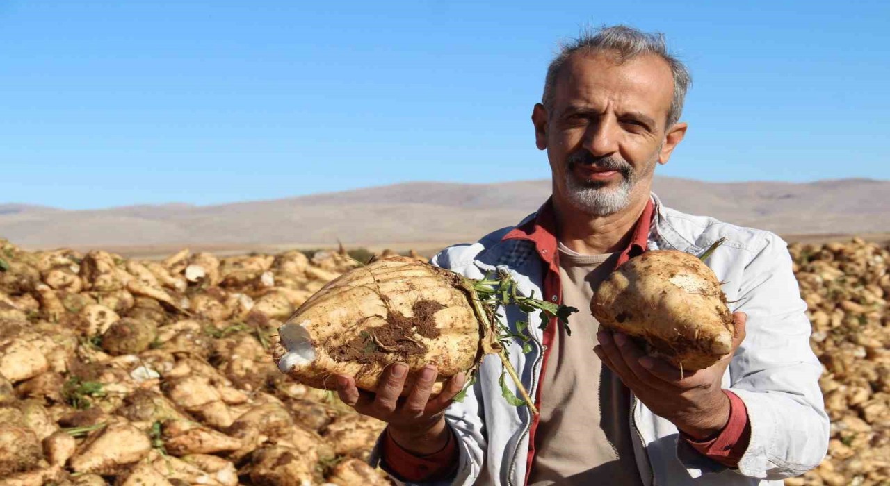 Kahramanmaraşta şeker pancarı sökümü başladı