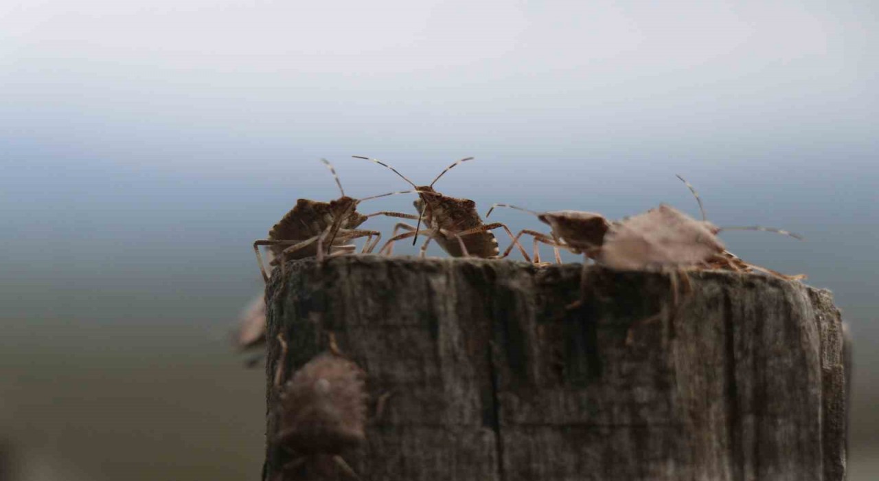 Kahverengi kokarca böceği toruna hasret bıraktı: Böcekler olmasa gelecekler ama korkuyorlar