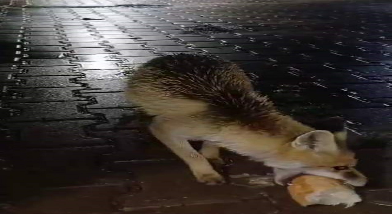 Karabükte tır sürücüsü tilkiyi ekmekle besledi