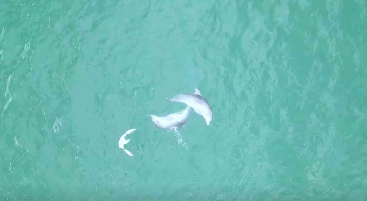 Karadenizde yunusların dansı dron kamerasına takıldı